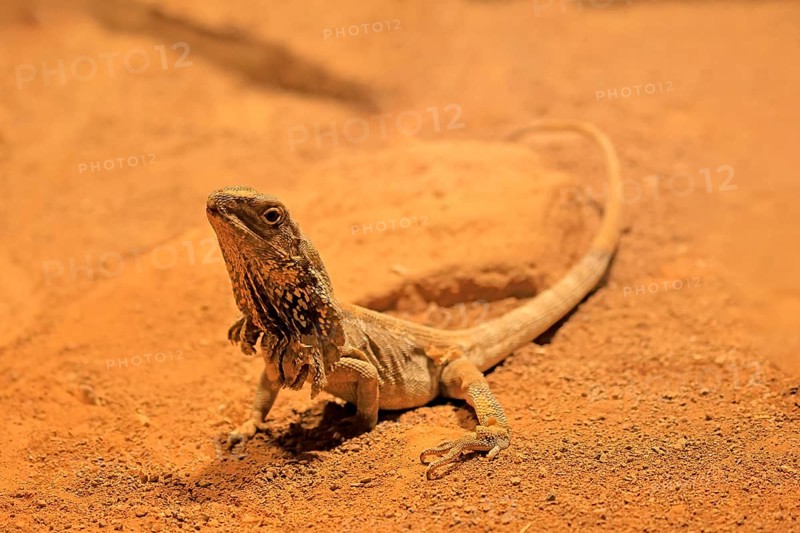 Ruffed lizard (Chlamydosaurus kingii), adult, foraging, Australia, captive