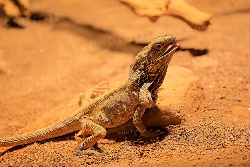Ruffed lizard (Chlamydosaurus kingii), adult, foraging, Australia, captive