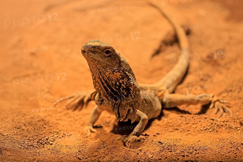 Ruffed lizard (Chlamydosaurus kingii), adult, foraging, Australia, captive
