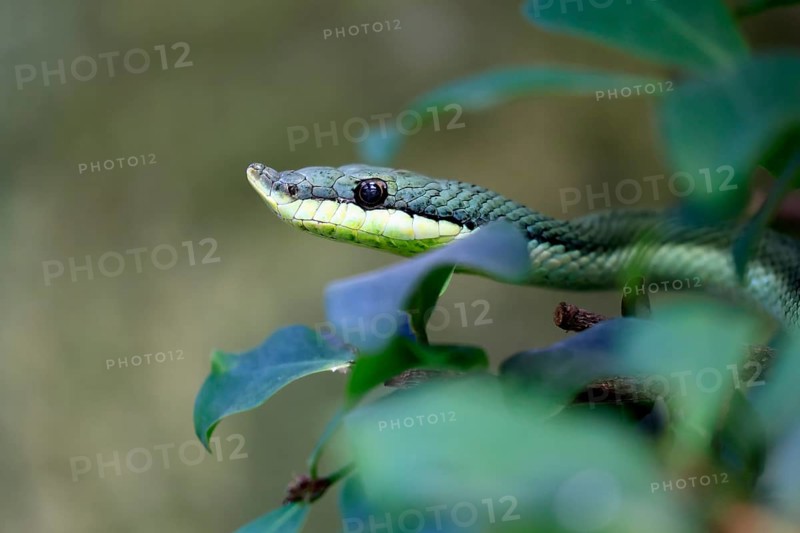 Long-nosed shrub snake (Philodryas baroni), adult, portrait, South America, captive