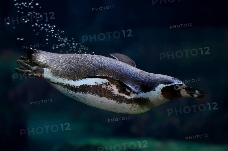 Humboldt Penguin (Spheniscus humboldti), Humboldt Penguin, adult, in the water, swimming, foraging, captive, Pacific coast, Chile, South America