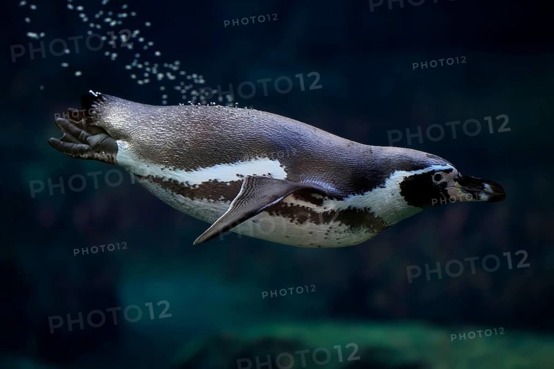 Humboldt Penguin (Spheniscus humboldti), Humboldt Penguin, adult, in the water, swimming, foraging, captive, Pacific coast, Chile, South America