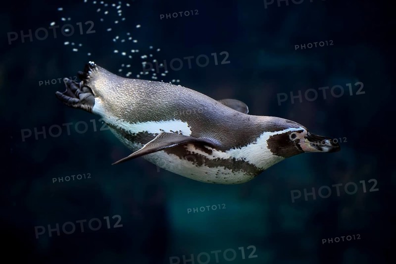 Humboldt Penguin (Spheniscus humboldti), Humboldt Penguin, adult, in the water, swimming, foraging, captive, Pacific coast, Chile, South America