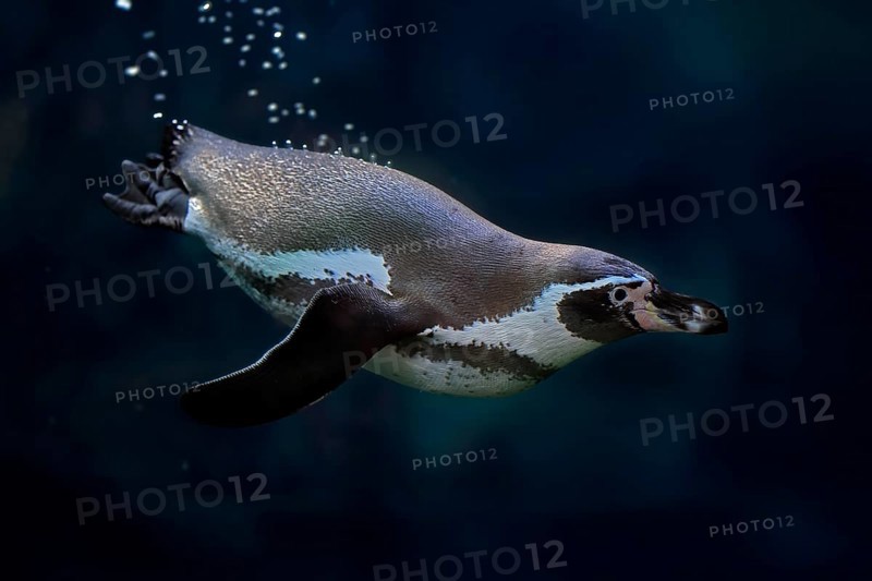Humboldt Penguin (Spheniscus humboldti), Humboldt Penguin, adult, in the water, swimming, foraging, captive, Pacific coast, Chile, South America