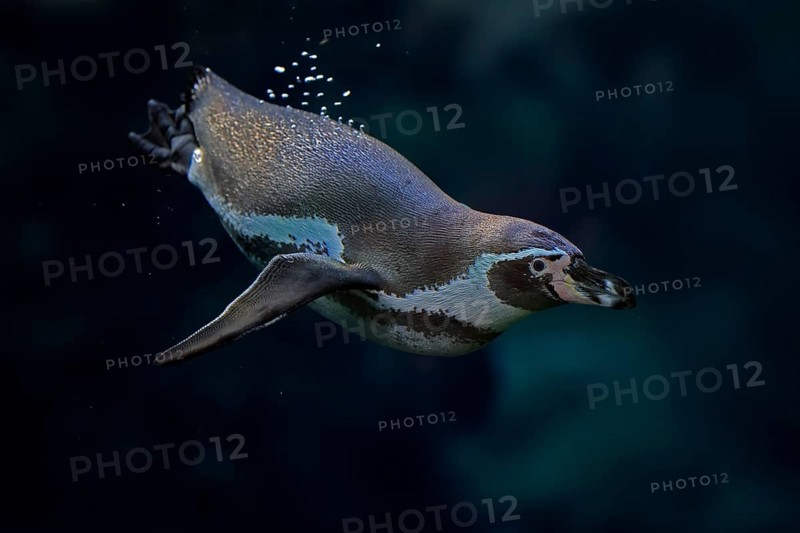 Humboldt Penguin (Spheniscus humboldti), Humboldt Penguin, adult, in the water, swimming, foraging, captive, Pacific coast, Chile, South America