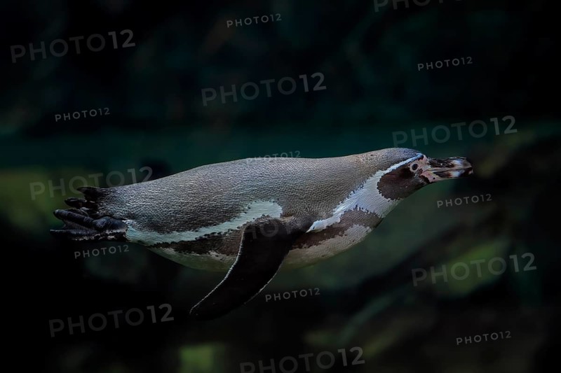 Humboldt Penguin (Spheniscus humboldti), Humboldt Penguin, adult, in the water, swimming, foraging, captive, Pacific coast, Chile, South America
