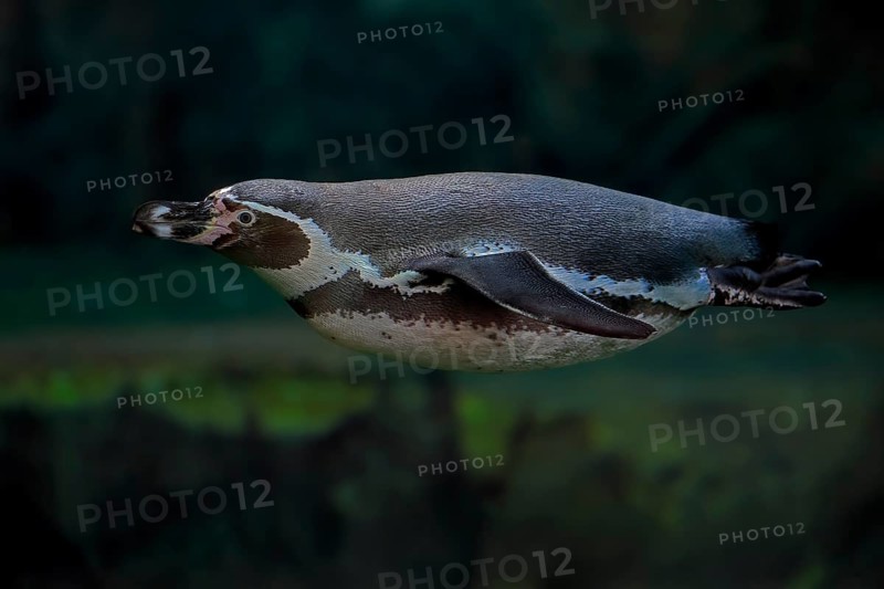 Humboldt Penguin (Spheniscus humboldti), Humboldt Penguin, adult, in the water, swimming, foraging, captive, Pacific coast, Chile, South America