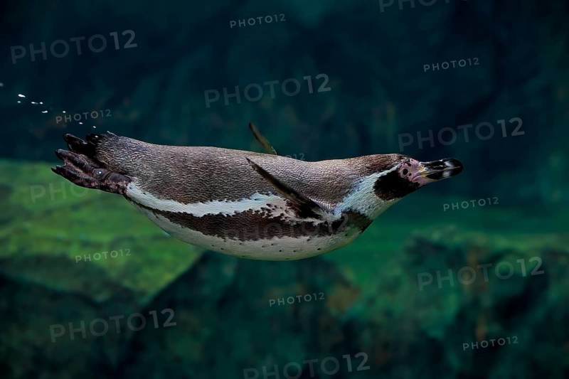 Humboldt Penguin (Spheniscus humboldti), Humboldt Penguin, adult, in the water, swimming, foraging, captive, Pacific coast, Chile, South America