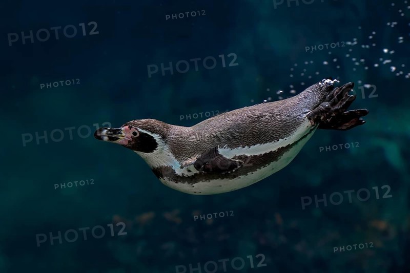 Humboldt Penguin (Spheniscus humboldti), Humboldt Penguin, adult, in the water, swimming, foraging, captive, Pacific coast, Chile, South America
