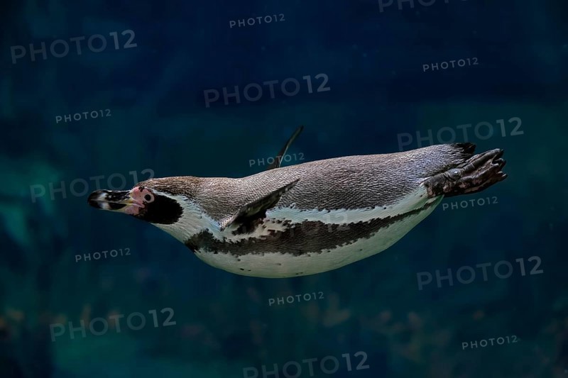 Humboldt Penguin (Spheniscus humboldti), Humboldt Penguin, adult, in the water, swimming, foraging, captive, Pacific coast, Chile, South America