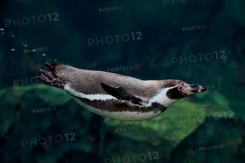Humboldt Penguin (Spheniscus humboldti), Humboldt Penguin, adult, in the water, swimming, foraging, captive, Pacific coast, Chile, South America