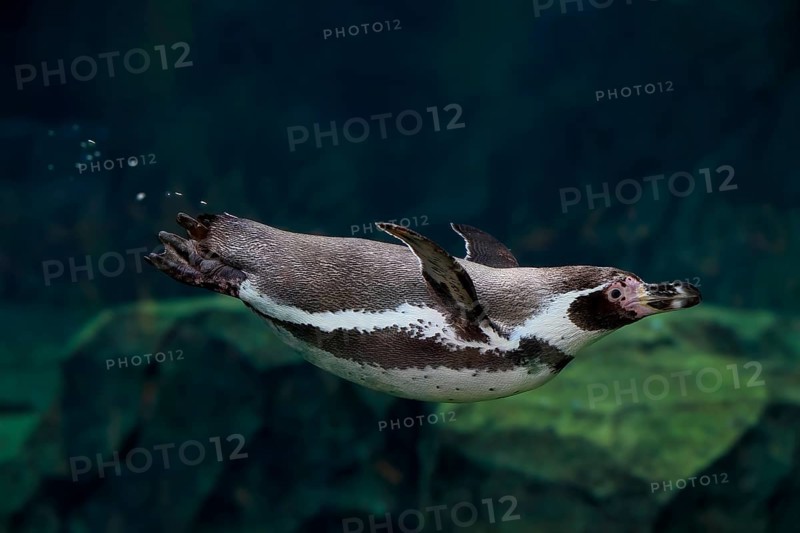 Humboldt Penguin (Spheniscus humboldti), Humboldt Penguin, adult, in the water, swimming, foraging, captive, Pacific coast, Chile, South America