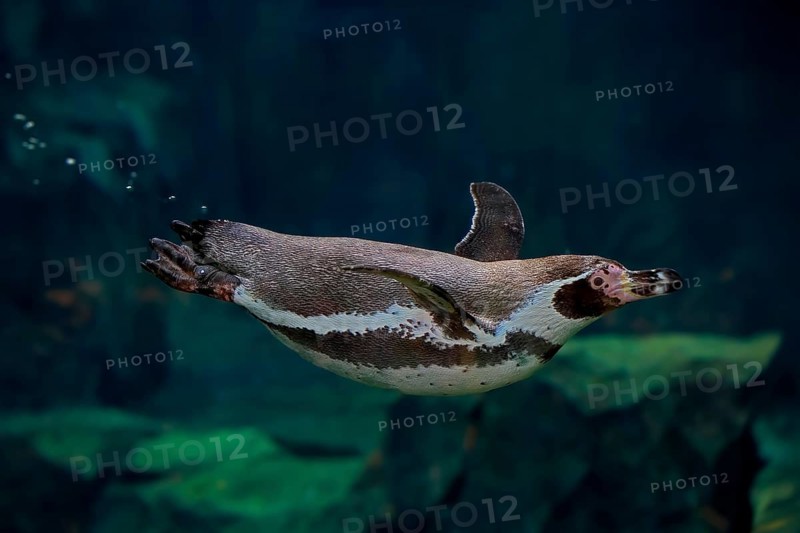 Humboldt Penguin (Spheniscus humboldti), Humboldt Penguin, adult, in the water, swimming, foraging, captive, Pacific coast, Chile, South America