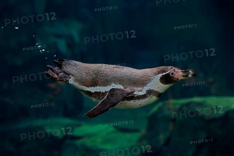 Humboldt Penguin (Spheniscus humboldti), Humboldt Penguin, adult, in the water, swimming, foraging, captive, Pacific coast, Chile, South America
