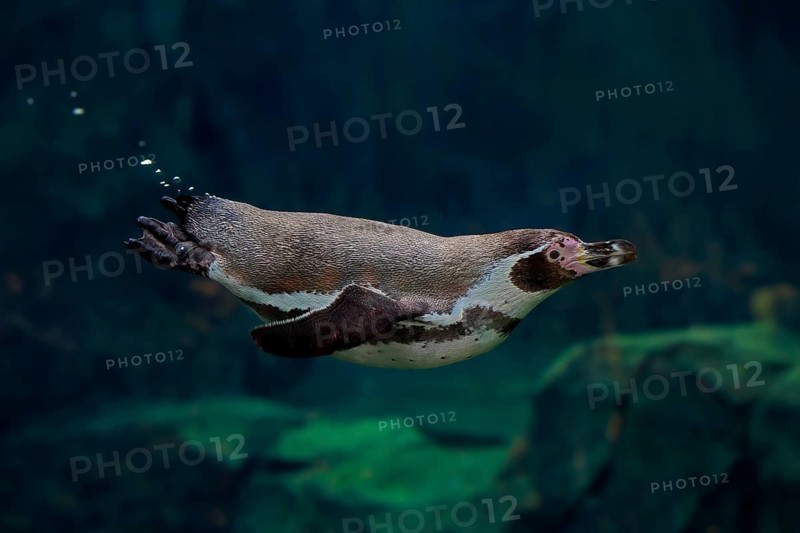 Humboldt Penguin (Spheniscus humboldti), Humboldt Penguin, adult, in the water, swimming, foraging, captive, Pacific coast, Chile, South America