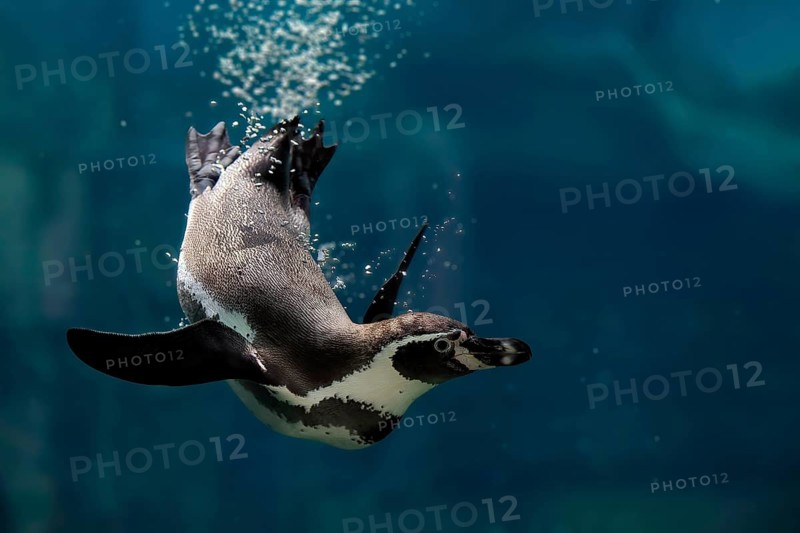 Humboldt Penguin (Spheniscus humboldti), Humboldt Penguin, adult, in the water, swimming, foraging, captive, Pacific coast, Chile, South America