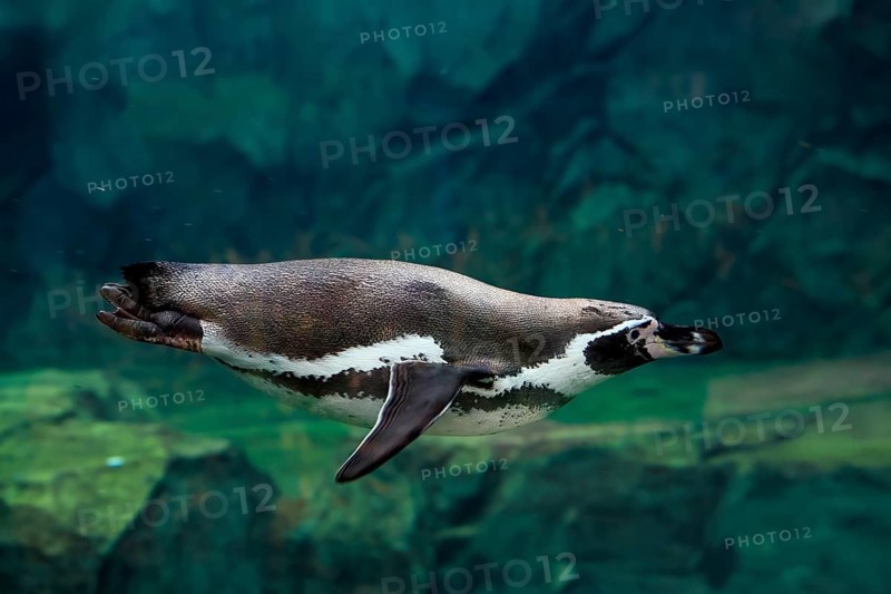 Humboldt Penguin (Spheniscus humboldti), Humboldt Penguin, adult, in the water, swimming, foraging, captive, Pacific coast, Chile, South America