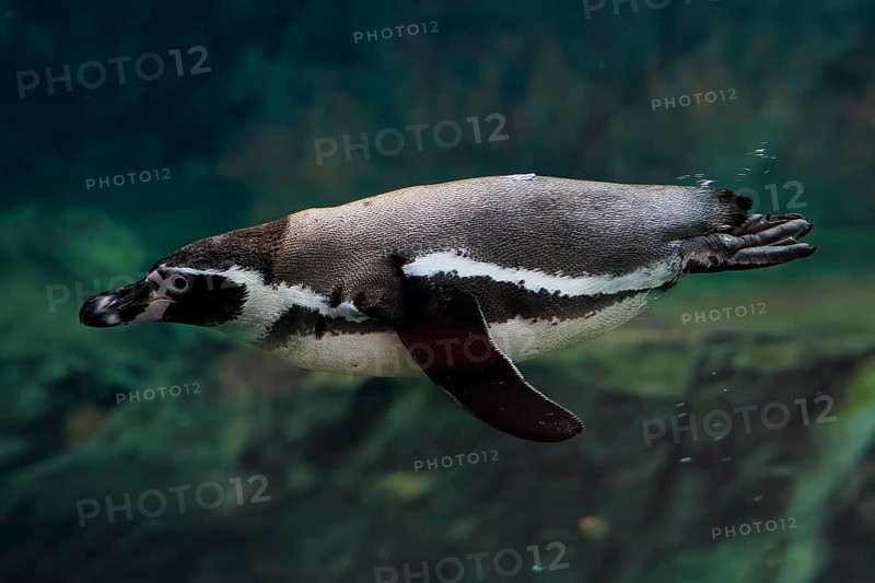 Humboldt Penguin (Spheniscus humboldti), Humboldt Penguin, adult, in the water, swimming, foraging, captive, Pacific coast, Chile, South America