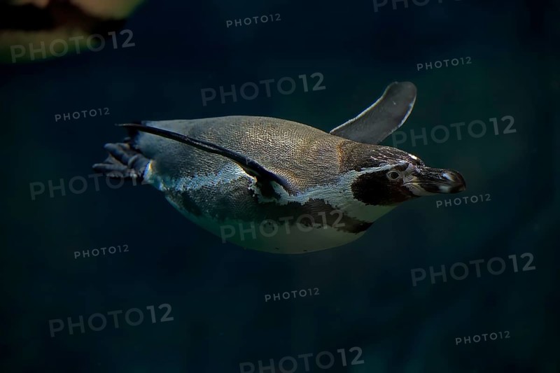 Humboldt Penguin (Spheniscus humboldti), Humboldt Penguin, adult, in the water, swimming, foraging, captive, Pacific coast, Chile, South America