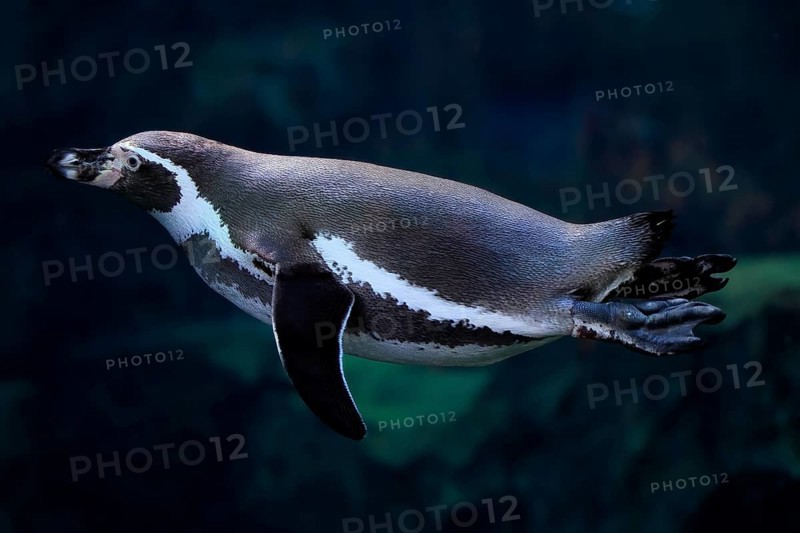 Humboldt Penguin (Spheniscus humboldti), Humboldt Penguin, adult, in the water, swimming, foraging, captive, Pacific coast, Chile, South America