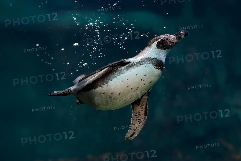 Humboldt Penguin (Spheniscus humboldti), Humboldt Penguin, adult, in the water, swimming, foraging, captive, Pacific coast, Chile, South America