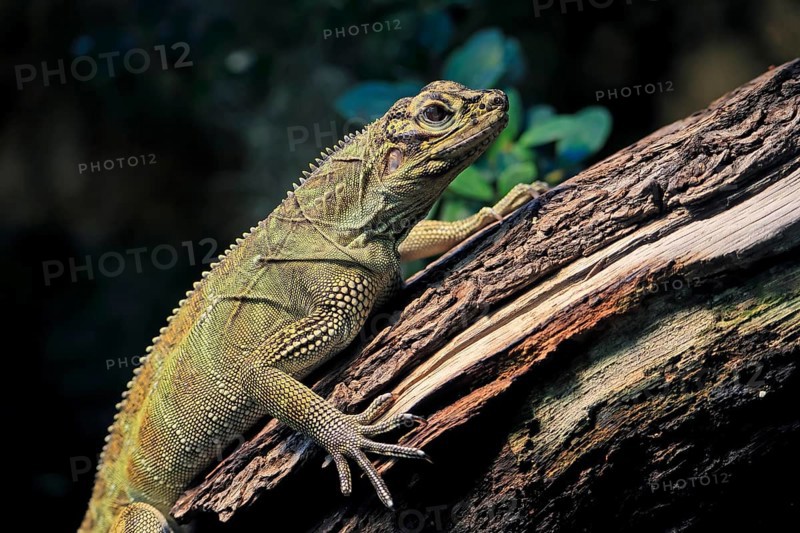 Ambon sailing lizard (Hydrosaurus amboinensis), adult, female, on land, on water, tree trunk, portrait, Southeast Asia