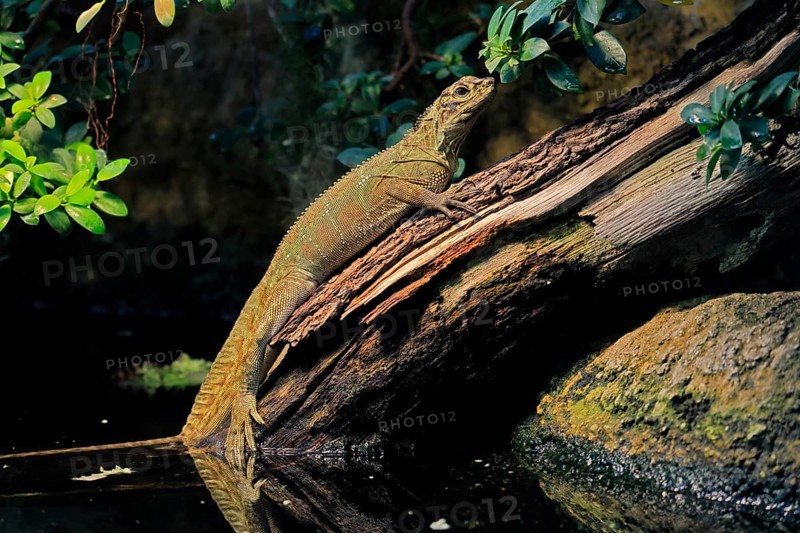 Ambon sailing lizard (Hydrosaurus amboinensis), adult, female, on land, on water, tree trunk, Southeast Asia