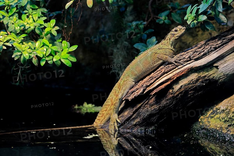 Ambon sailing lizard (Hydrosaurus amboinensis), adult, female, on land, on water, tree trunk, Southeast Asia