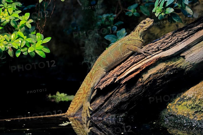 Ambon sailing lizard (Hydrosaurus amboinensis), adult, female, on land, on water, tree trunk, Southeast Asia