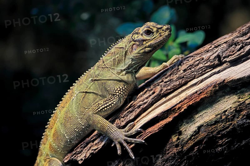 Ambon sailing lizard (Hydrosaurus amboinensis), adult, female, on land, on water, tree trunk, portrait, Southeast Asia