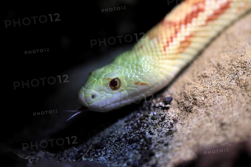 Gopher snake (Pituophis catenifer), adult, portrait, tongue, non-toxic, North America, captive