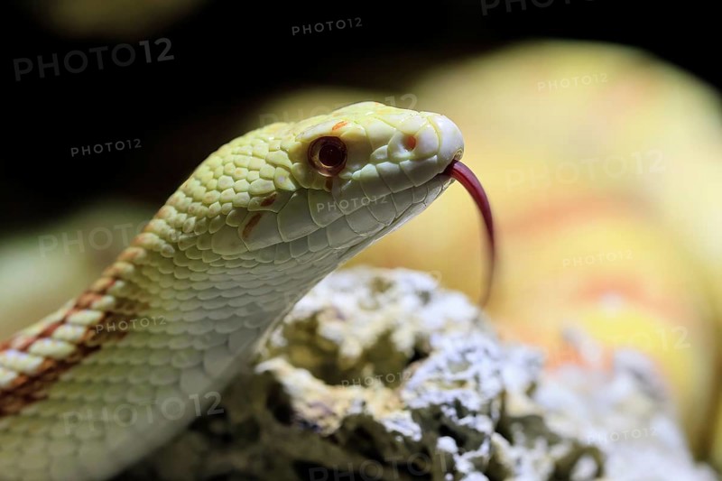 Gopher snake (Pituophis catenifer), adult, portrait, tongue, non-toxic, North America, captive