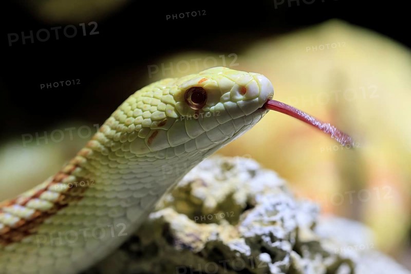 Gopher snake (Pituophis catenifer), adult, portrait, tongue, non-toxic, North America, captive