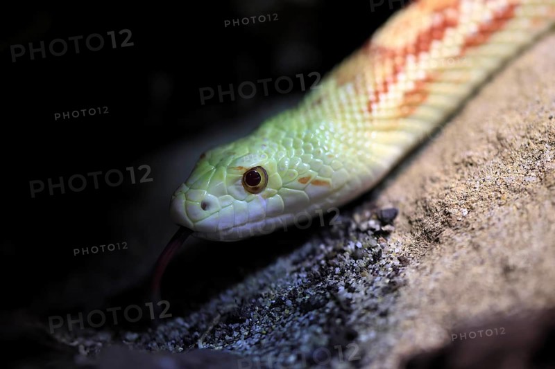 Gopher snake (Pituophis catenifer), adult, portrait, tongue, non-toxic, North America, captive
