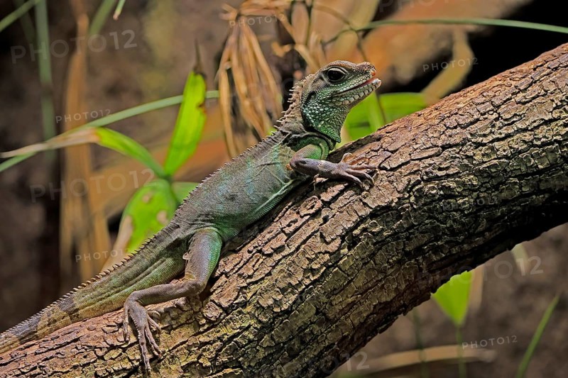 Green water dragon (Physignathus cocincinus), adult, on tree, alert, Southeast Asia, captive