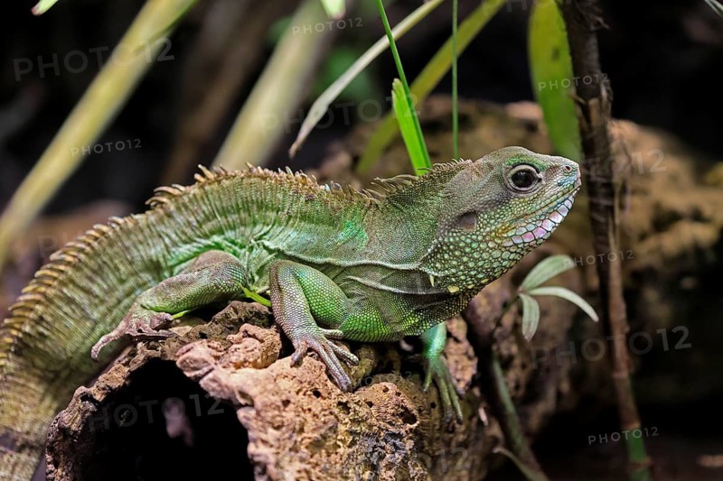 Green water dragon (Physignathus cocincinus), adult, on tree, alert, Southeast Asia, captive