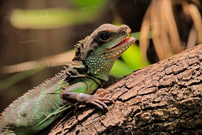 Green water dragon (Physignathus cocincinus), adult, on tree, alert, portrait, Southeast Asia, captive