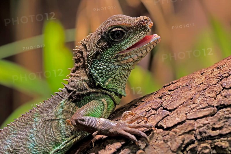 Green water dragon (Physignathus cocincinus), adult, on tree, alert, portrait, Southeast Asia, captive