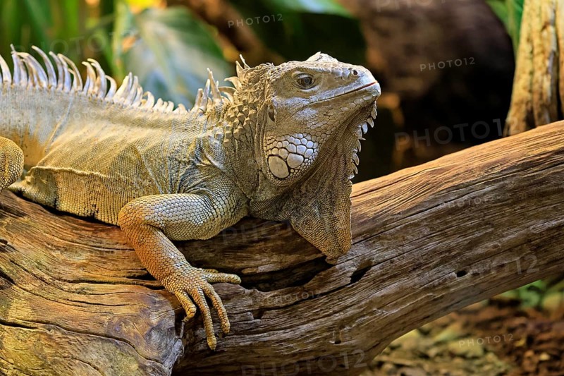Green iguana (Iguana iguana), on tree, alert, portrait, South America, captive