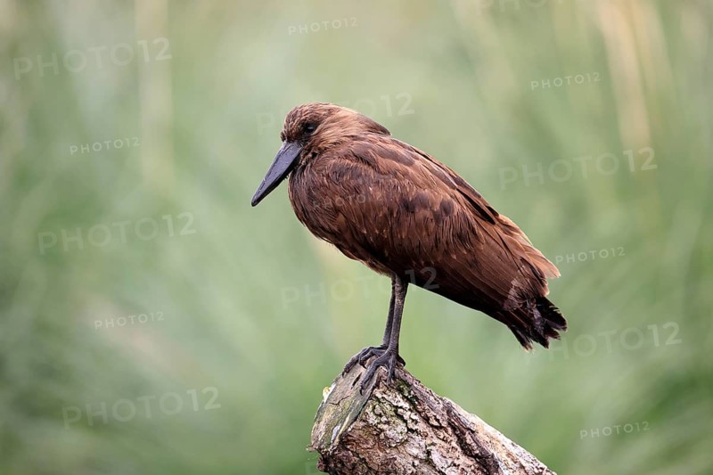 Hammerhead (Scopus umbretta), shadow bird, adult, perch, alert, South Africa