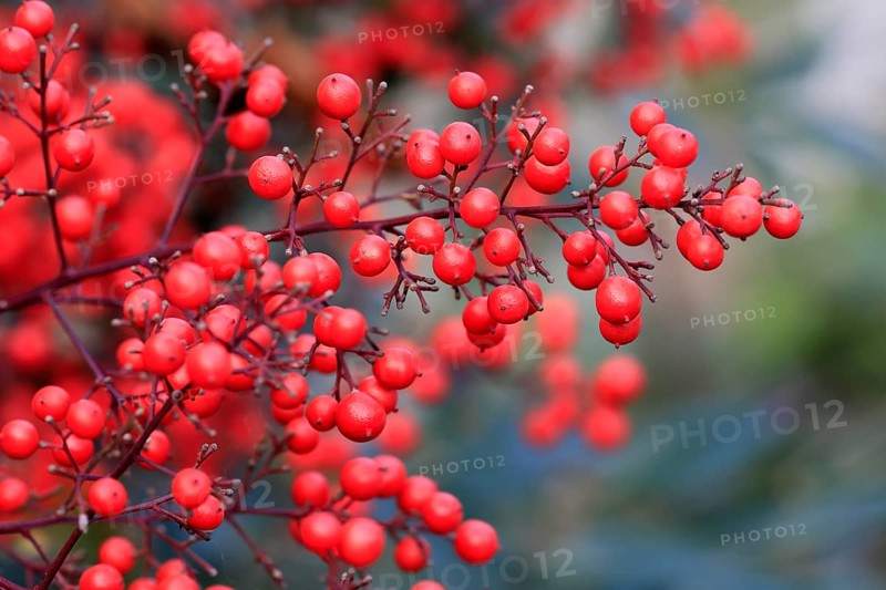 Sky bamboo (Nandina domestica) shrub, berries, fruits, red, barberry plant, evergreen, in autumn, Rhineland-Palatinate, Germany, Europe, Germany