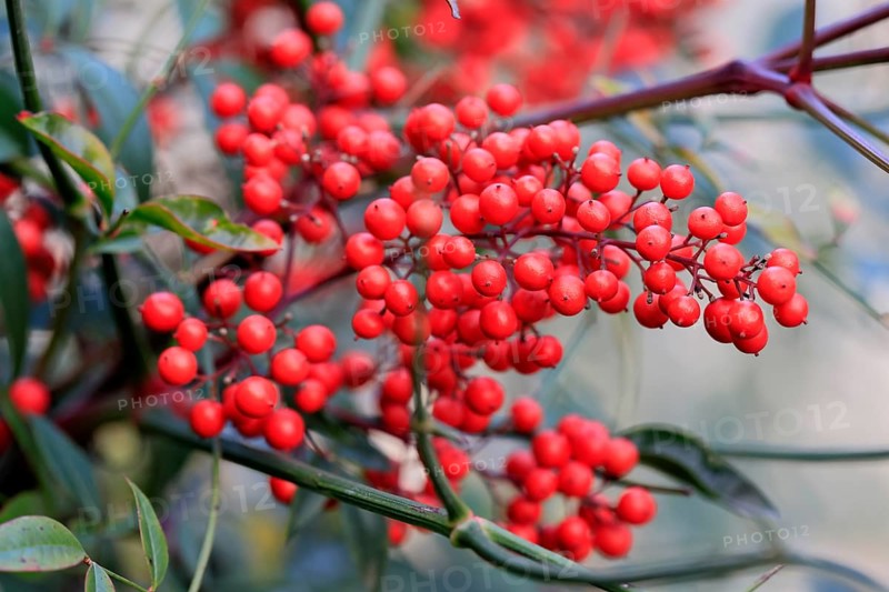 Sky bamboo (Nandina domestica) shrub, berries, fruits, red, barberry plant, evergreen, in autumn, Rhineland-Palatinate, Germany, Europe, Germany