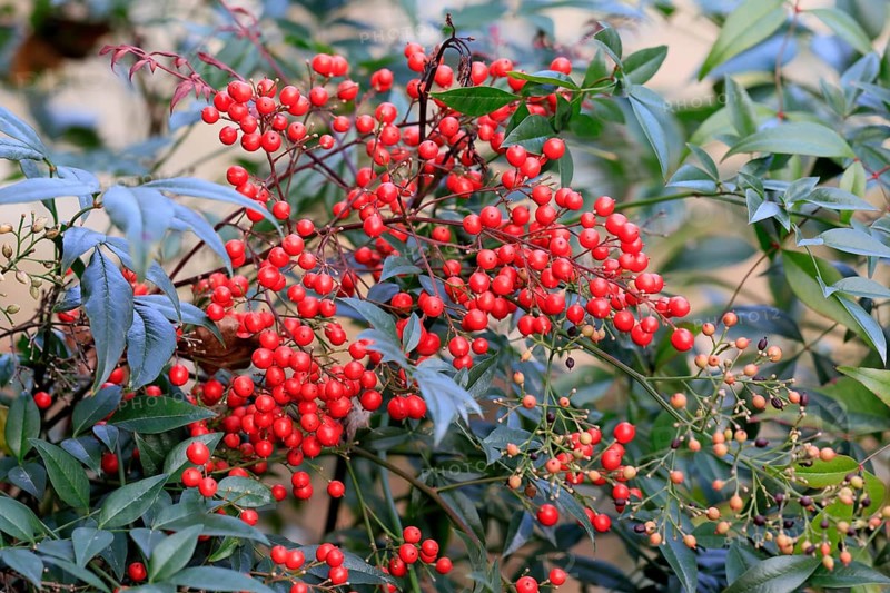 Sky bamboo (Nandina domestica) shrub, berries, fruits, red, barberry plant, evergreen, in autumn, Rhineland-Palatinate, Germany, Europe, Germany