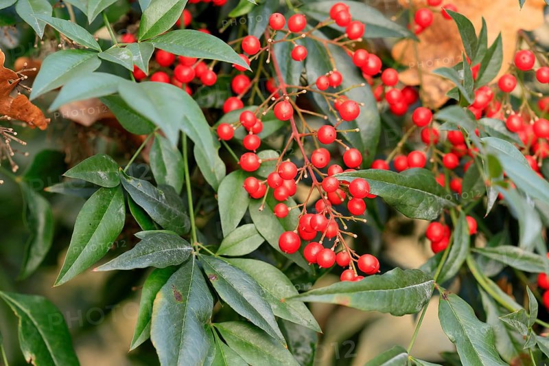 Sky bamboo (Nandina domestica) shrub, berries, fruits, red, barberry plant, evergreen, in autumn, Rhineland-Palatinate, Germany, Europe, Germany