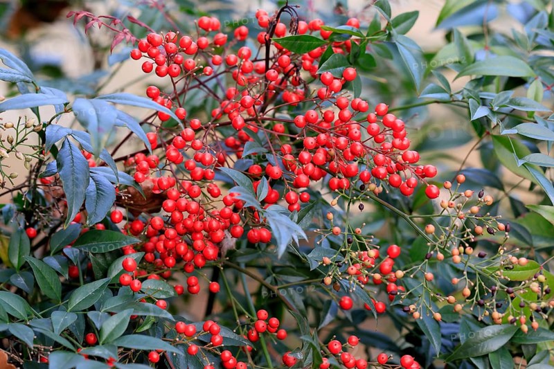 Sky bamboo (Nandina domestica) shrub, berries, fruits, red, barberry plant, evergreen, in autumn, Rhineland-Palatinate, Germany, Europe, Germany
