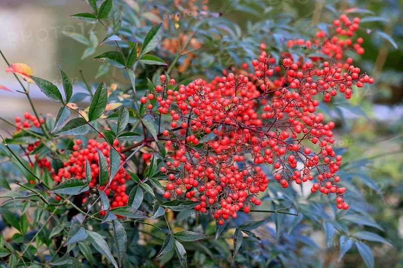 Sky bamboo (Nandina domestica) shrub, berries, fruits, red, barberry plant, evergreen, in autumn, Rhineland-Palatinate, Germany, Europe, Germany