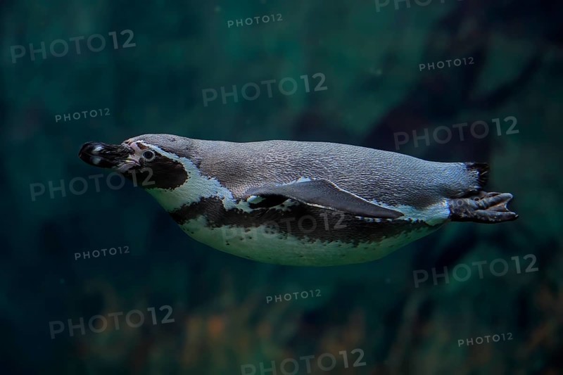Humboldt Penguin (Spheniscus humboldti), Humboldt Penguin, adult, in the water, swimming, foraging, captive, Pacific coast, Chile, South America