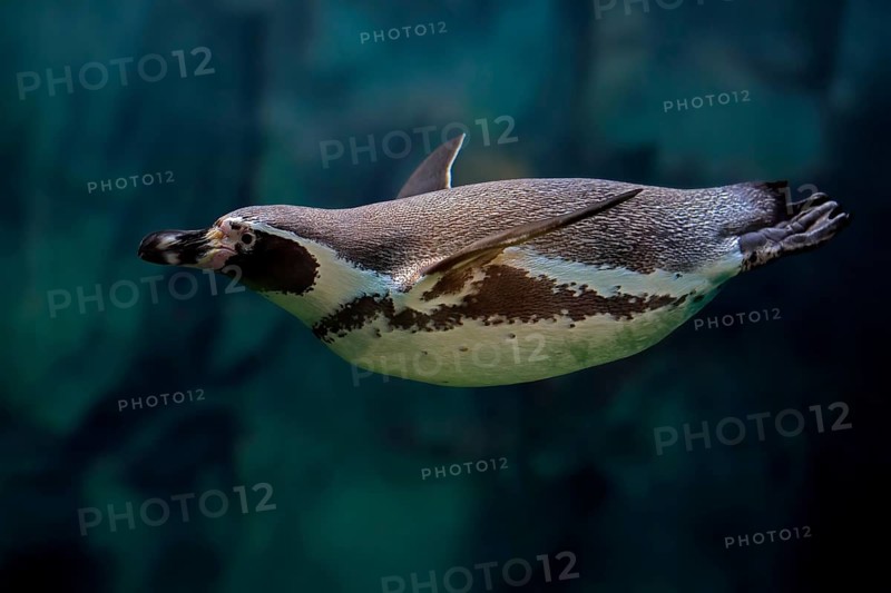 Humboldt Penguin (Spheniscus humboldti), Humboldt Penguin, adult, in the water, swimming, foraging, captive, Pacific coast, Chile, South America