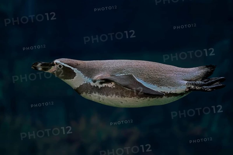 Humboldt Penguin (Spheniscus humboldti), Humboldt Penguin, adult, in the water, swimming, foraging, captive, Pacific coast, Chile, South America