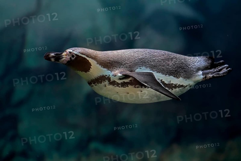 Humboldt Penguin (Spheniscus humboldti), Humboldt Penguin, adult, in the water, swimming, foraging, captive, Pacific coast, Chile, South America